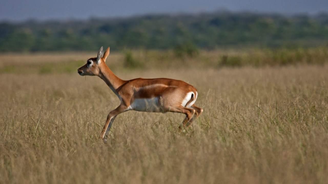 Gujarat: Video showing hundreds of blackbucks crossing road goes viral; PM Modi calls it 'excellent'